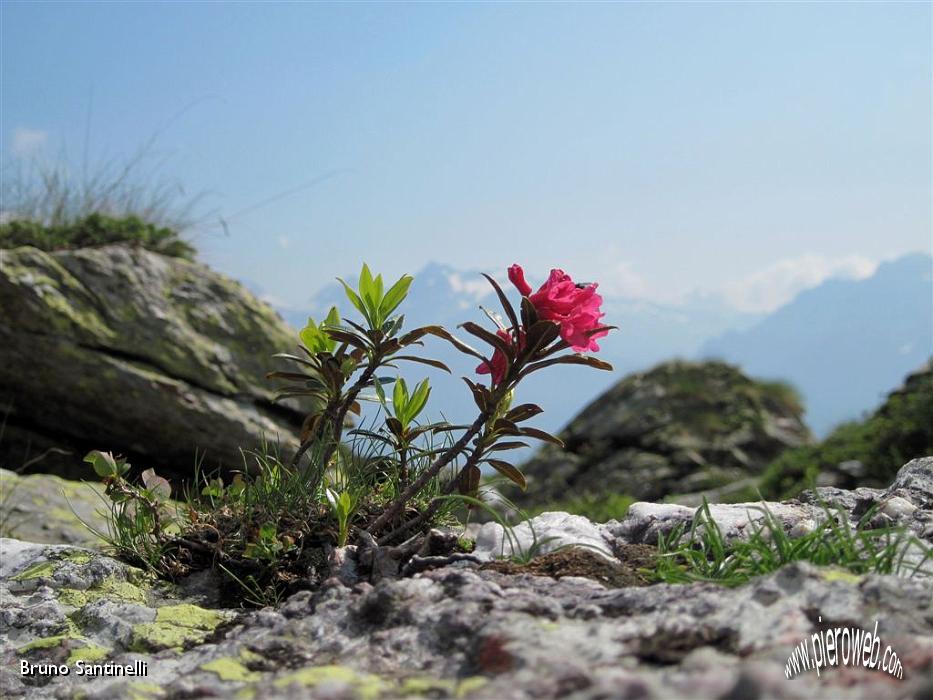 17 rododendro solitario.jpg